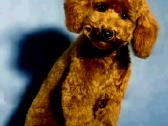 Red Toy poodle Princess.