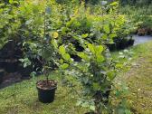 Skroblas paprastasis (lot. Carpinus betulus) - nuotraukos Nr. 7