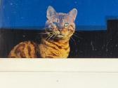 Patyręs bengalas ieško panelių - nuotraukos Nr. 7