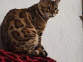 Patyręs bengalas ieško panelių - nuotraukos Nr. 8