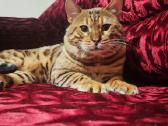 Patyręs bengalas ieško panelių - nuotraukos Nr. 11