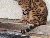Patyręs bengalas ieško panelių - nuotraukos Nr. 12
