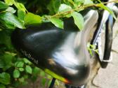 Dviratis Cycles King, pilkos/juodos /sidabrinės sp - nuotraukos Nr. 5