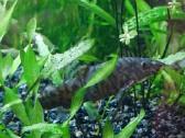 Marmurines botijos