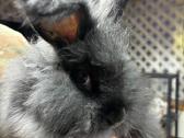 Parduodu “Angora'' su dokumentais, skiepyta. - nuotraukos Nr. 2