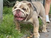Anglu buldogas kergimui /English bulldog for stud