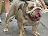 Anglu buldogas kergimui /English bulldog for stud - nuotraukos Nr. 2