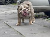 Anglu buldogas kergimui /English bulldog for stud - nuotraukos Nr. 3