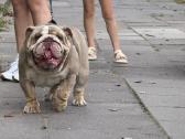 Anglu buldogas kergimui /English bulldog for stud - nuotraukos Nr. 4