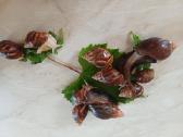 Achatina sraigės - jaunikliai, 7 mėnesių, 7-8 cm
