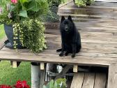 Poruojamas/kergimui Šiperkės (Schipperke) patinas - nuotraukos Nr. 2