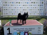 Poruojamas/kergimui Šiperkės (Schipperke) patinas - nuotraukos Nr. 6