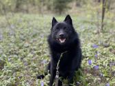 Poruojamas/kergimui Šiperkės (Schipperke) patinas - nuotraukos Nr. 5