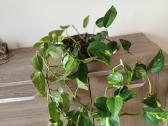 Kambarinis augalas skindapas - nuotraukos Nr. 4