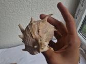 Sena kriauklių kolekcija (+25 metai) - nuotraukos Nr. 34