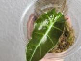 Alocasia Amazonica