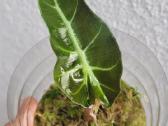 Alocasia Amazonica - nuotraukos Nr. 3