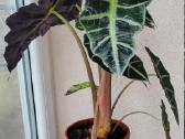 Alocasia Amazonica - nuotraukos Nr. 5