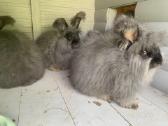 Parduodu “Angora'' su dokumentais, skiepyta. - nuotraukos Nr. 3