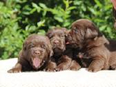 Kilmingi labradoro retriveriai - nuotraukos Nr. 15