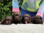 Kilmingi labradoro retriveriai - nuotraukos Nr. 9