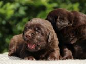 Kilmingi labradoro retriveriai - nuotraukos Nr. 11