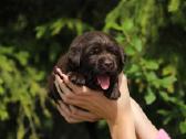 Kilmingi labradoro retriveriai - nuotraukos Nr. 6