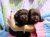 Kilmingi labradoro retriveriai - nuotraukos Nr. 7