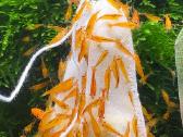 Orange Sakura Neocaridina - krevetės - nuotraukos Nr. 2
