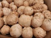 Parduodu 3kg poniabudžių, Vilnius, Pilaitė - nuotraukos Nr. 5