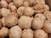 Parduodu 3kg poniabudžių, Vilnius, Pilaitė - nuotraukos Nr. 6