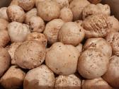 Parduodu 3kg poniabudžių, Vilnius, Pilaitė - nuotraukos Nr. 7