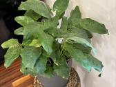 Calathea network