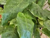 Calathea network - nuotraukos Nr. 2