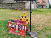 Aviečių uogos - nuotraukos Nr. 2