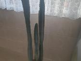Kaktusas 160 cm, 30 metų - nuotraukos Nr. 2
