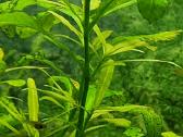 Augalai: ragalapis, anubis, bucepchalandra, ričija