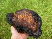 Juodasis beržo grybas čaga (chaga,čiaga)
