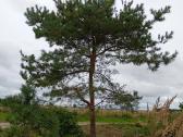 1,33ha sklypas prie Šiaulių jūros - nuotraukos Nr. 24