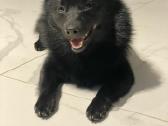 Poruojamas/kergimui Šiperkės (Schipperke) patinas - nuotraukos Nr. 7