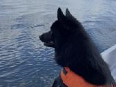 Poruojamas/kergimui Šiperkės (Schipperke) patinas - nuotraukos Nr. 7