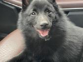 Poruojamas/kergimui Šiperkės (Schipperke) patinas - nuotraukos Nr. 6
