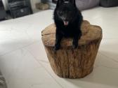 Poruojamas/kergimui Šiperkės (Schipperke) patinas - nuotraukos Nr. 3