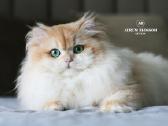 Sweet golden bri kitten - nuotraukos Nr. 12