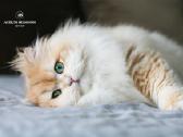 Sweet golden bri kitten - nuotraukos Nr. 13