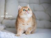 Sweet golden bri kitten - nuotraukos Nr. 14
