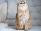 Sweet golden bri kitten - nuotraukos Nr. 15