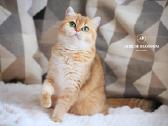 Sweet golden bri kitten - nuotraukos Nr. 16