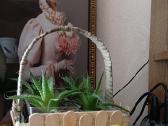 Sukulentai Haworthia fasciata