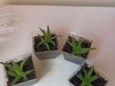 Sukulentai Haworthia fasciata - nuotraukos Nr. 2